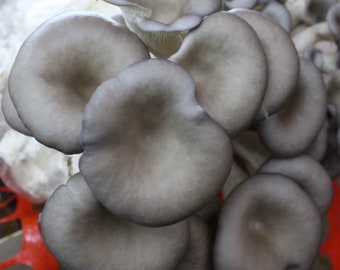 BIG Oyster Mushroom Grow Kit