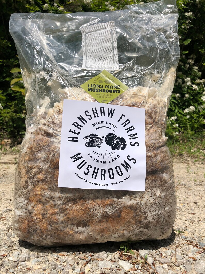 Grow at home duo Oysters & Lions Mane Etsy