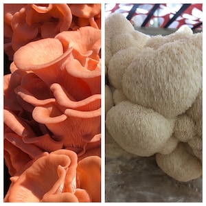Mushroom Grow Kits