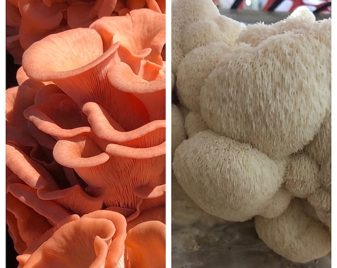 Mushroom Grow Kits Etsy