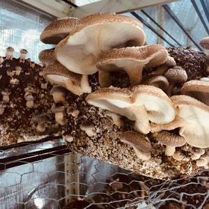 HUGE Grow at home Shiitake Blocks!