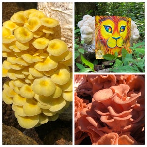 Grow at home Quartet: Pink, Gold, Black or Blue Oysters, Italians, Shiitake, Lion’s Mane, Reishi, or Chestnut