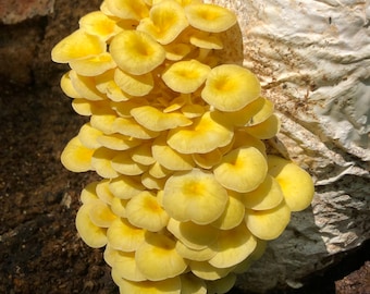 Gold Oyster Mushroom Grow Kit