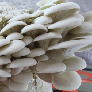 HUGE Snow Oyster Mushroom Grow Kit