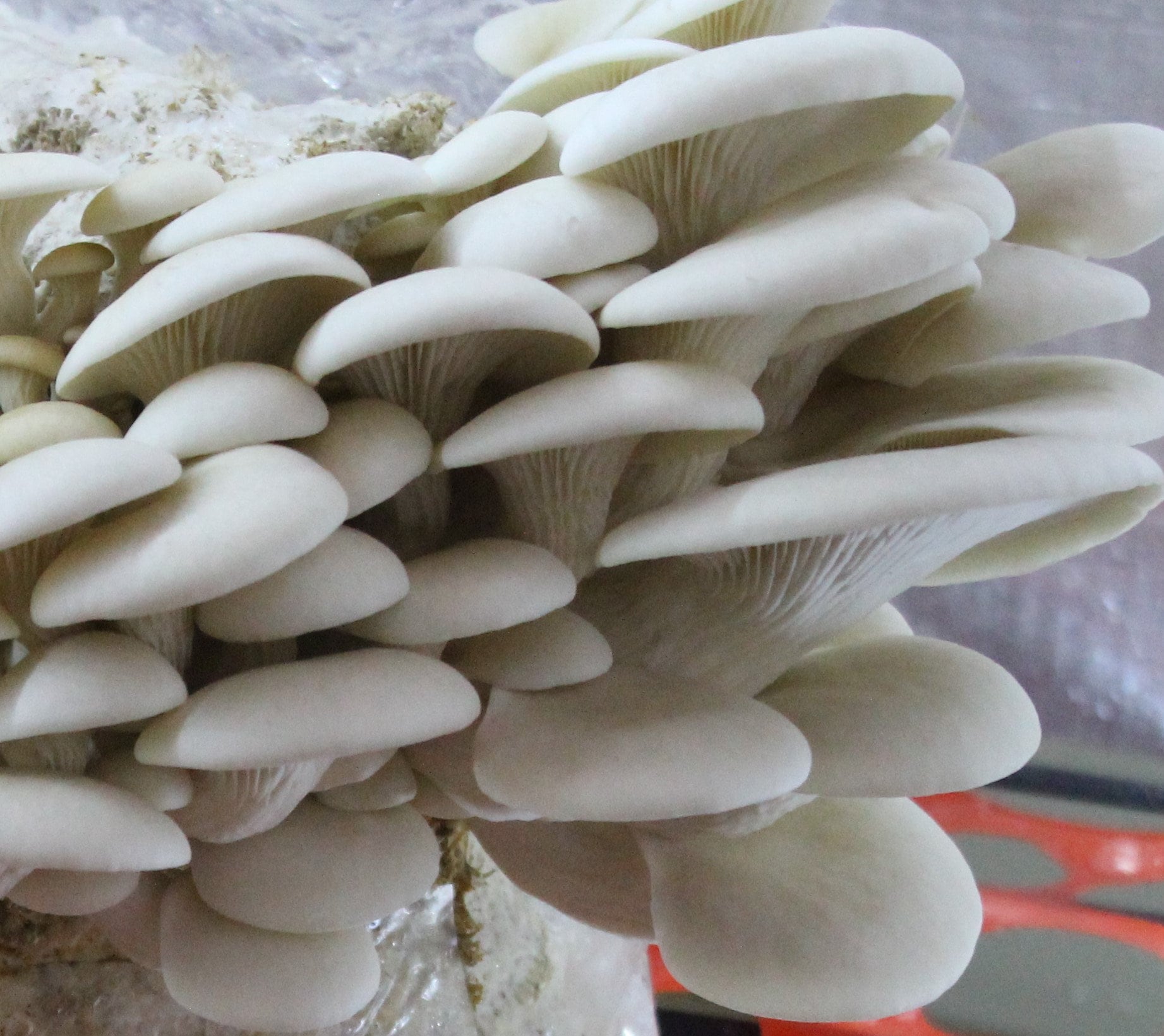 HUGE Snow Oyster Mushroom Grow Kit