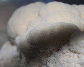 BIG Lion&#39;s Mane Mushroom Grow Kit