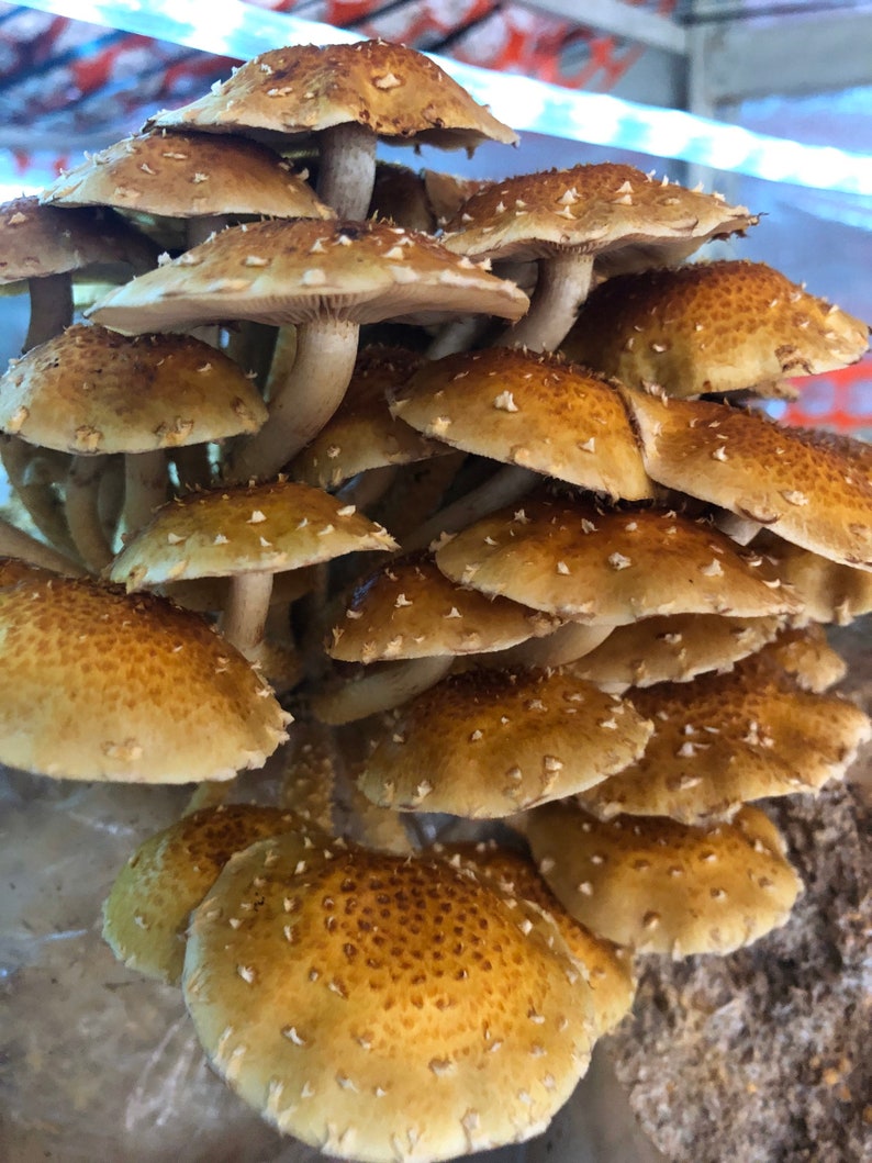 Chestnut Mushroom Grow Kit Etsy