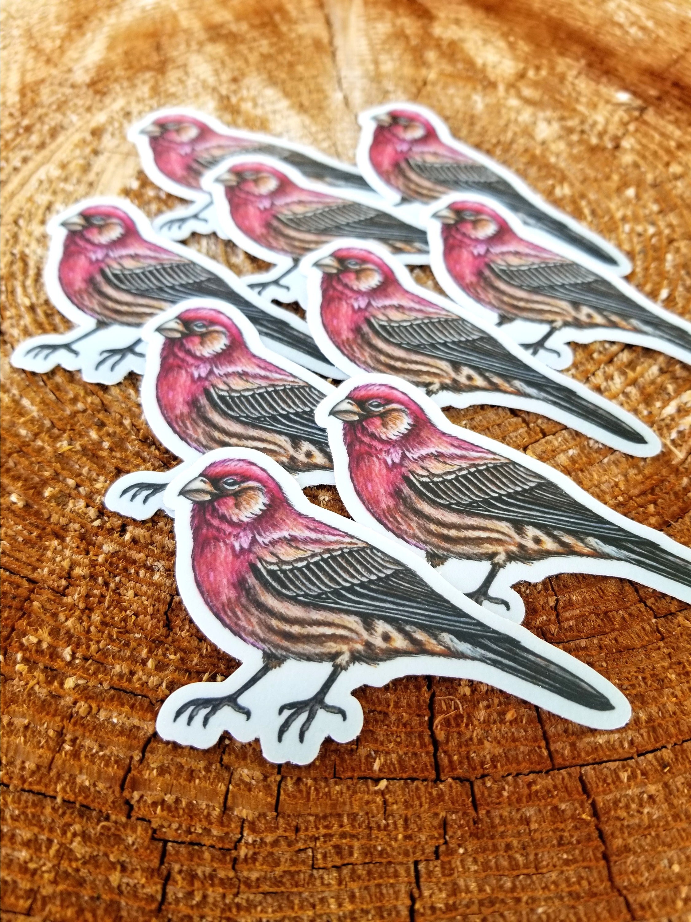 House Finch Vinyl Sticker - Etsy