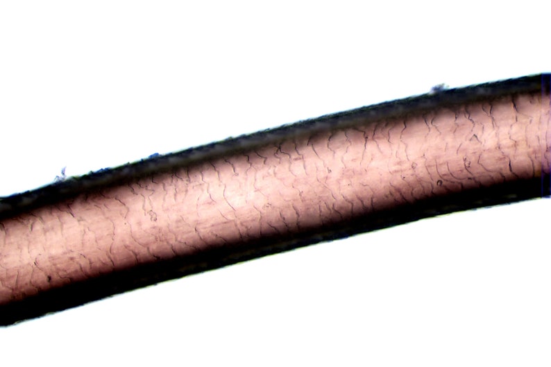 Microscopic Hair Analysis Etsy