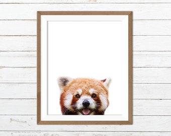 Baby Red Panda Print Etsy