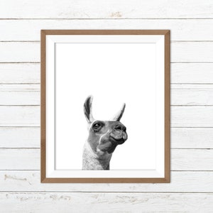 Llama wall art, black and white llama print, funny animal print