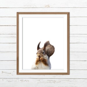 Squirrel print
