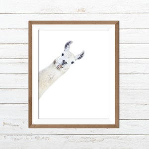 Llama print, funny animal prints