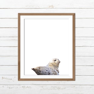 Seal print, seal wall art, baby seal print