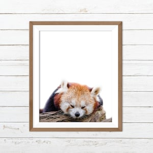 Sleeping animal print, red panda print