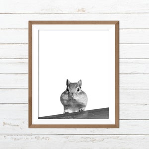 Squirrel printable, squirrel print, funny animal print