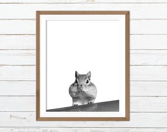 Squirrel printable, squirrel print, funny animal print