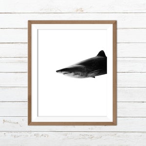 Shark print, shark wall art, black and white fish print