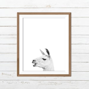 Llama print, black and white llama print, funny animal print
