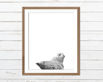 Seal print, seal wall art, black white animal print