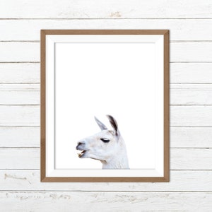 Llama print, alpaca print, funny animal print
