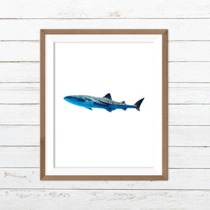 Whale shark print, whale shark art