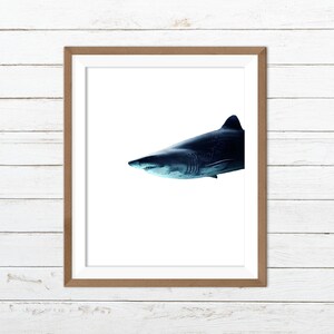 Shark print, shark wall art, shark printable
