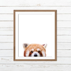 Red panda print