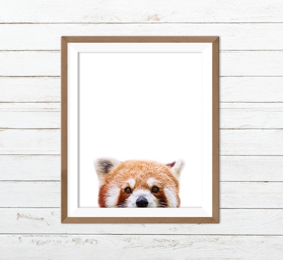 Red Panda Print Etsy Singapore