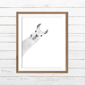 Llama print, alpaca print, funny animal print