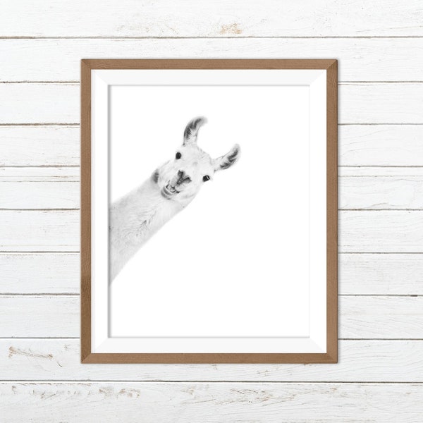 Llama print, alpaca print, funny animal print
