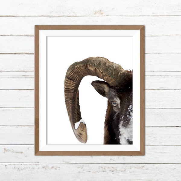 Big horn sheep print, sheep wall art, sheep print, sheep printable