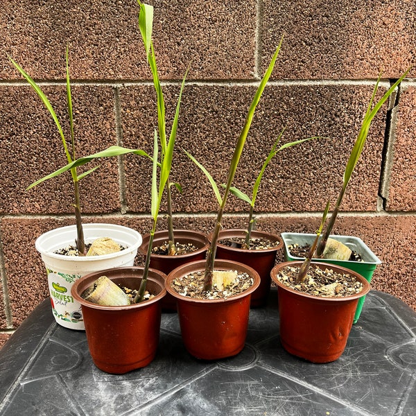 Sugar Cane Plant live 4" pot