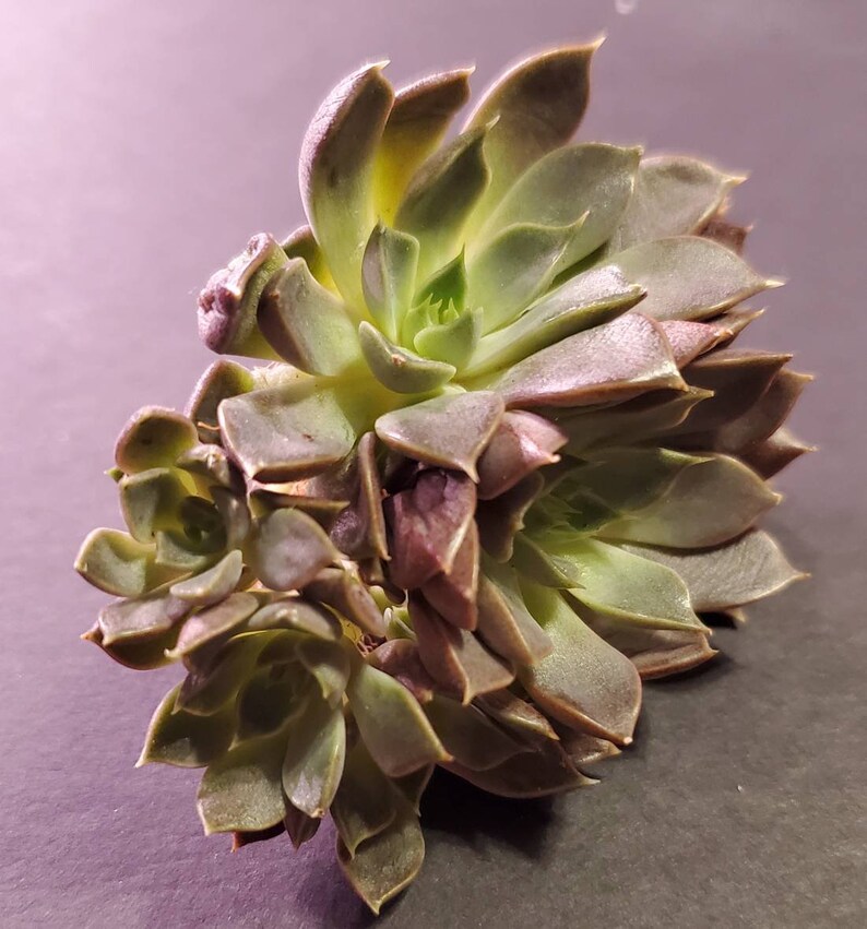 Echeveria Roman cluster