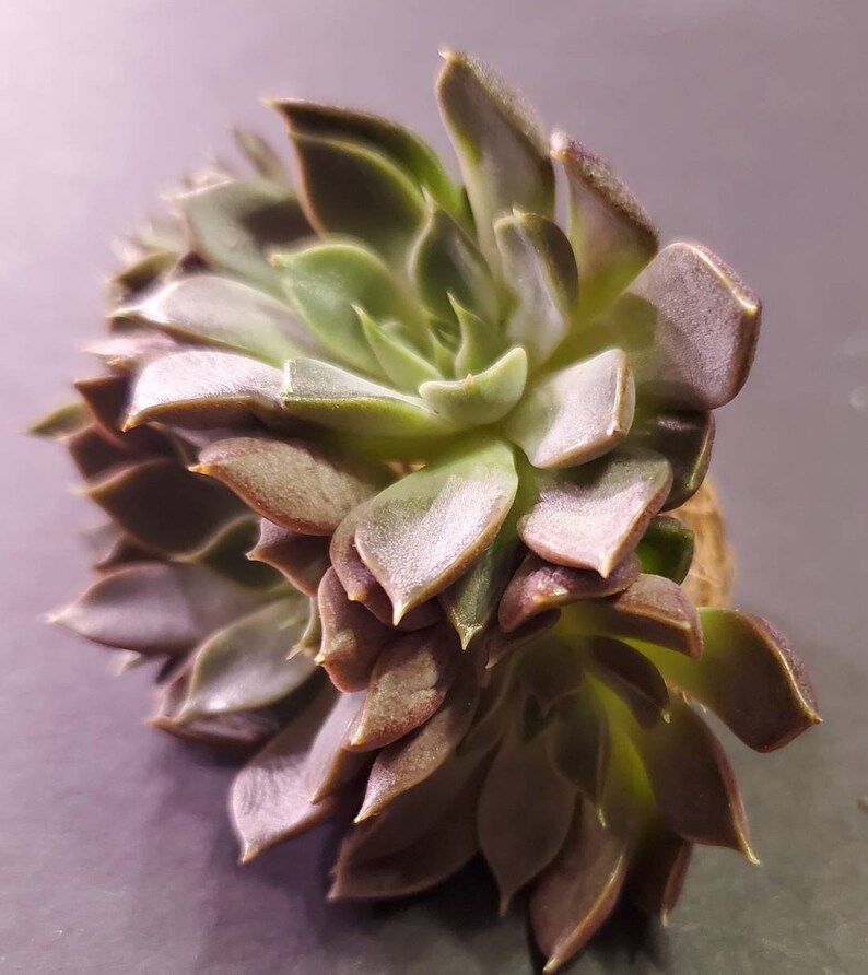 Echeveria Roman cluster