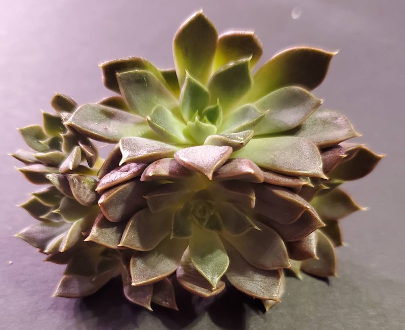 Echeveria Roman cluster