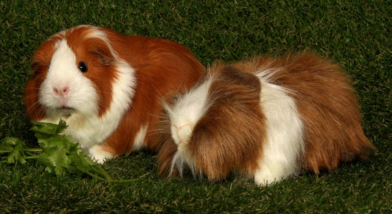 Plush Short Hair Dark With Cinnaomon Brown Face Guinea Pig Etsy