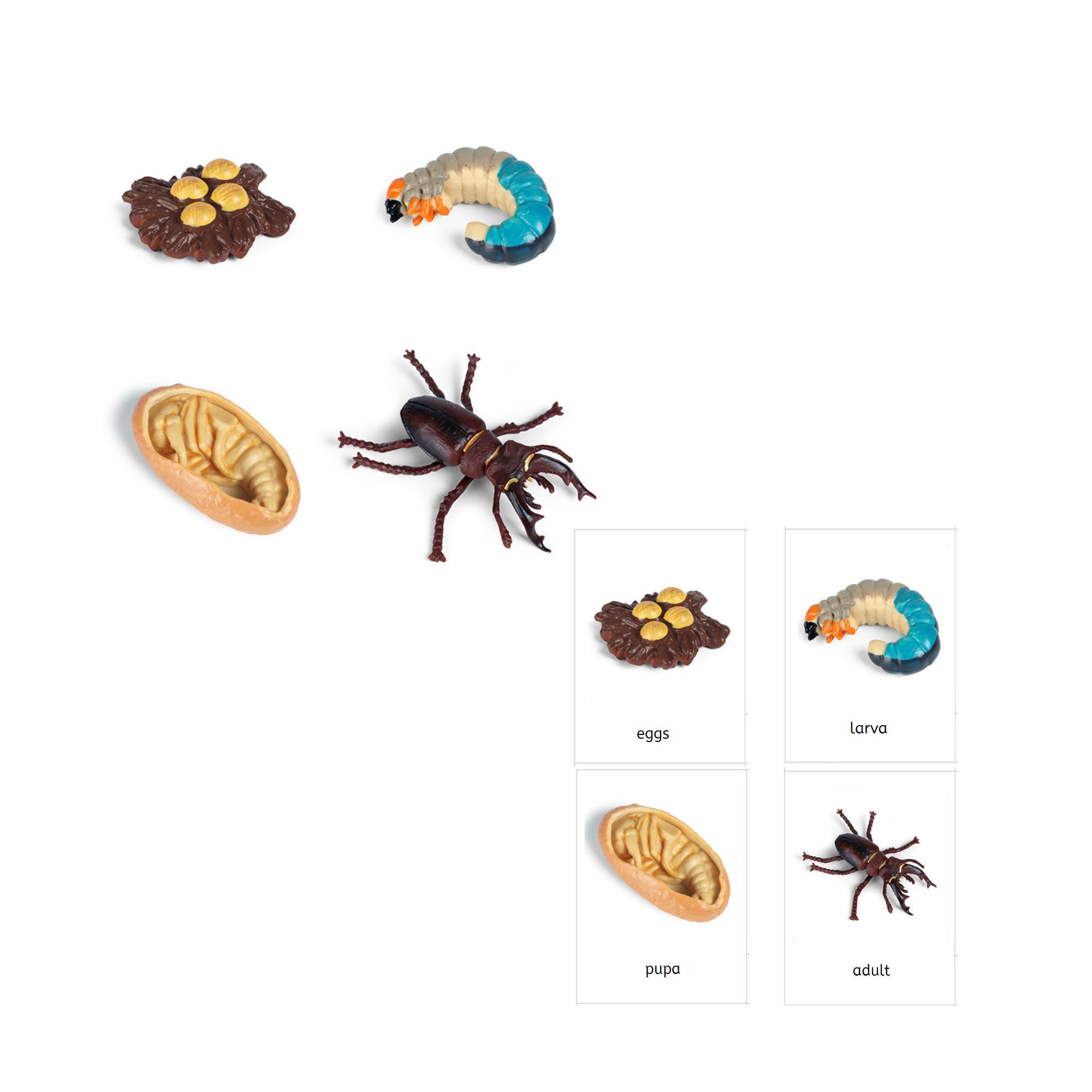 Enoviti Spined Soldier Beetle Life Cycle vrogue.co