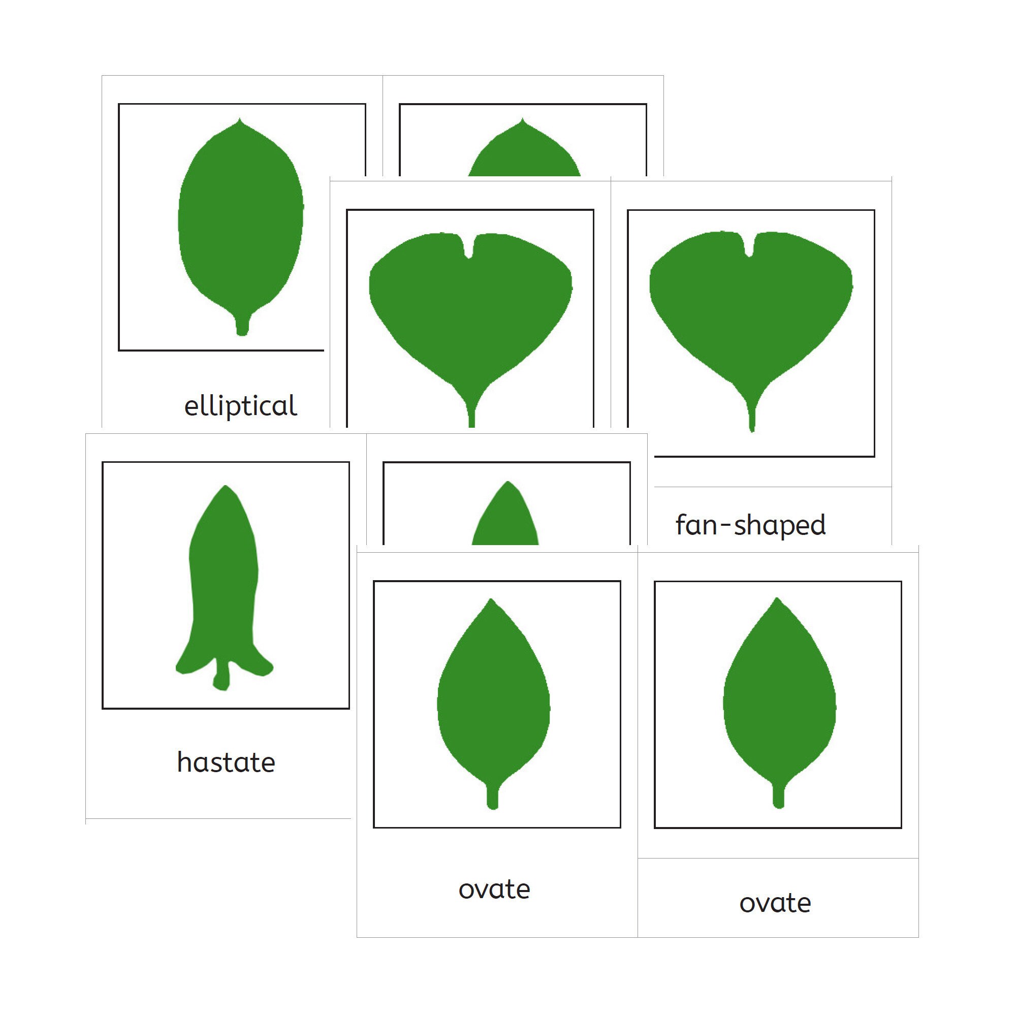 Botany Leaf Cabinet with 18 Insets / Cards / Control Chart / | Etsy