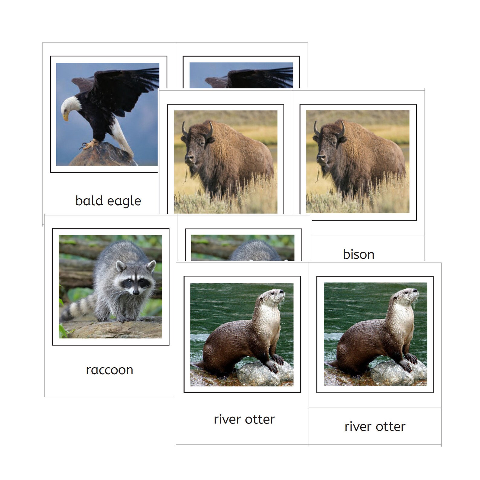 3 Part Cards Animals of North America PDF / IFIT | Etsy