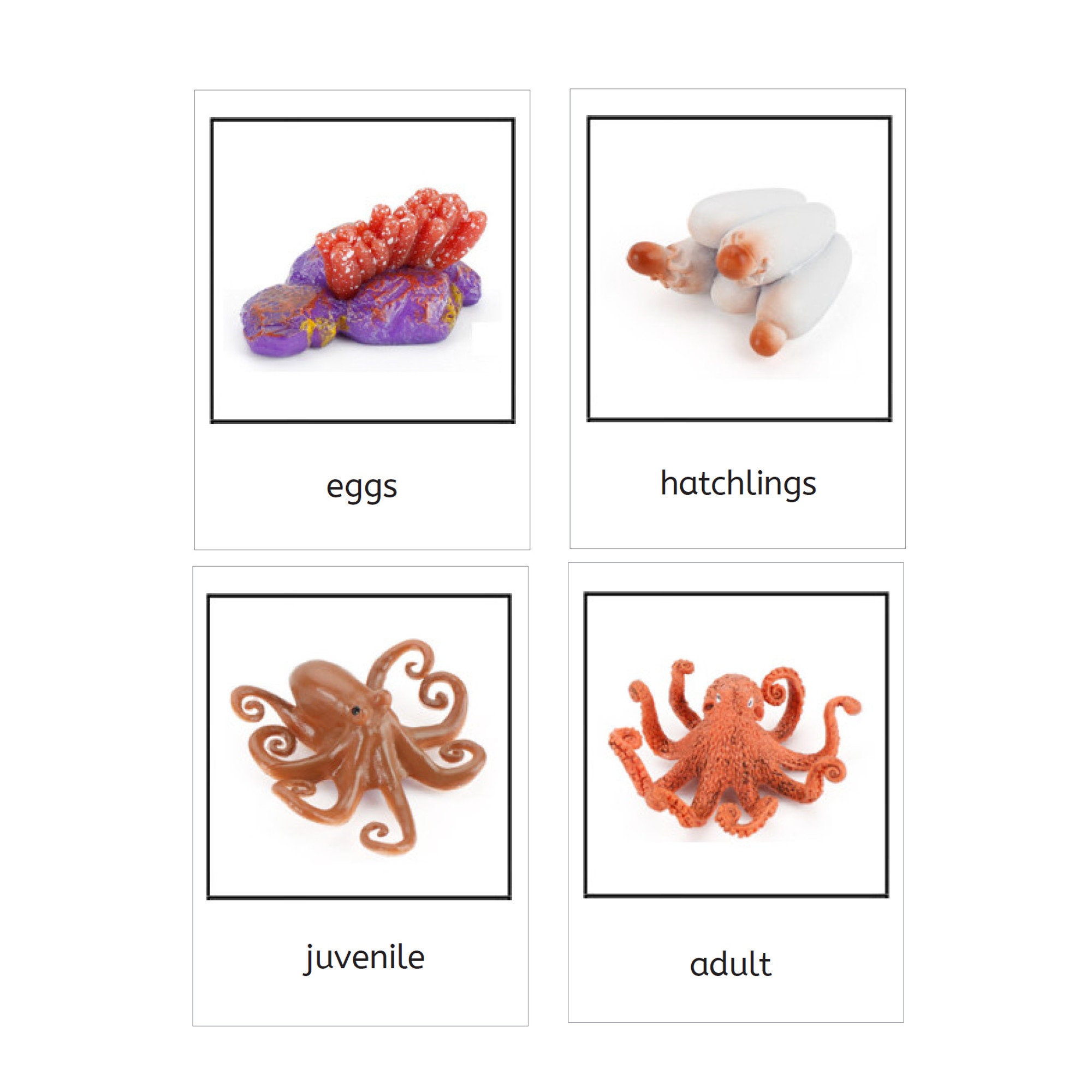 Life Cycle Of Octopus