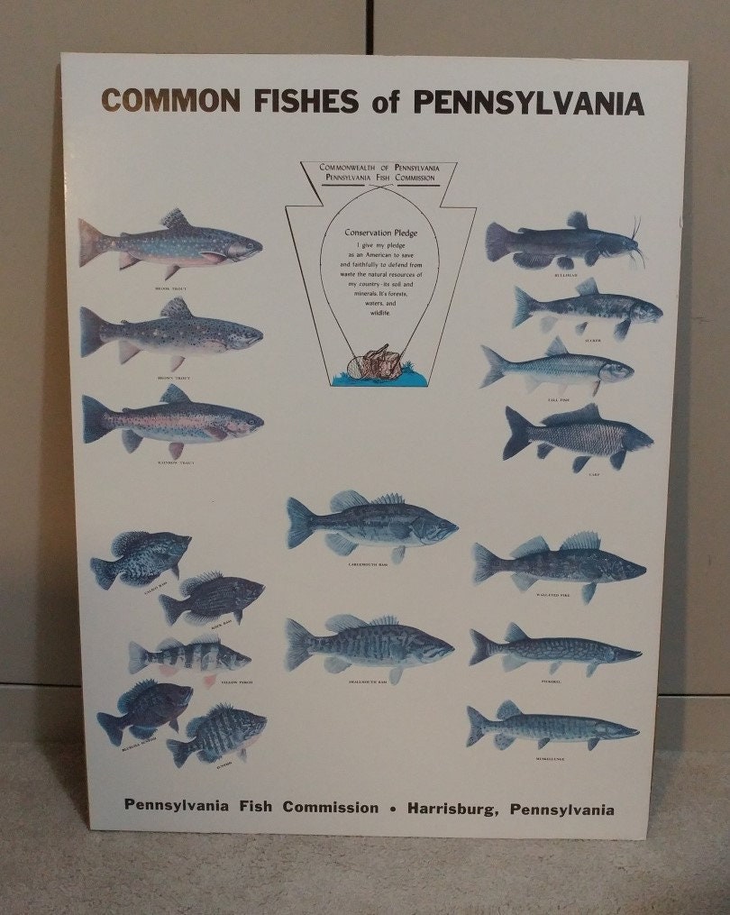 6047c.1962 Pennsylvania Fish Commission sign Common Fishes Etsy
