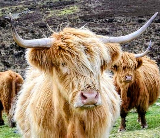 Blonde Highland Cow at Home in