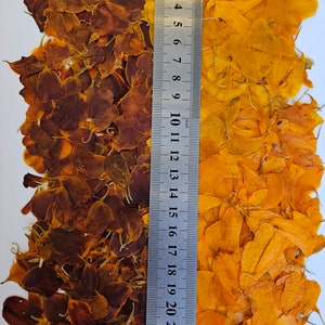 Petali di calendula veri pressati 100 pz