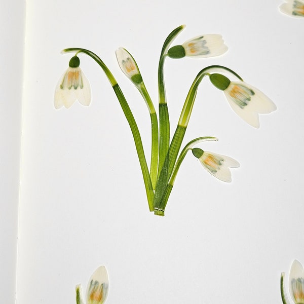 30 pcs pressed snowdrops Pressed flowers