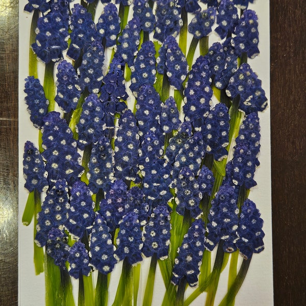 30 pcs real pressed  blue muscari Spring flowers DIY Craft flowers