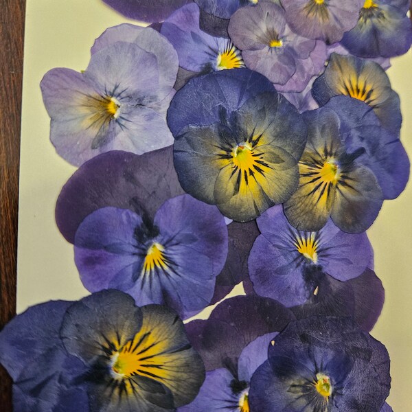 50 pcs dried pancies Beautifull flowers Pressed flowers Pansy