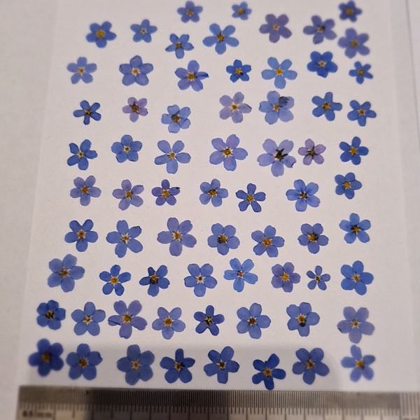 50 pcs GREAT PRICE! Forget me not Pressed flowers