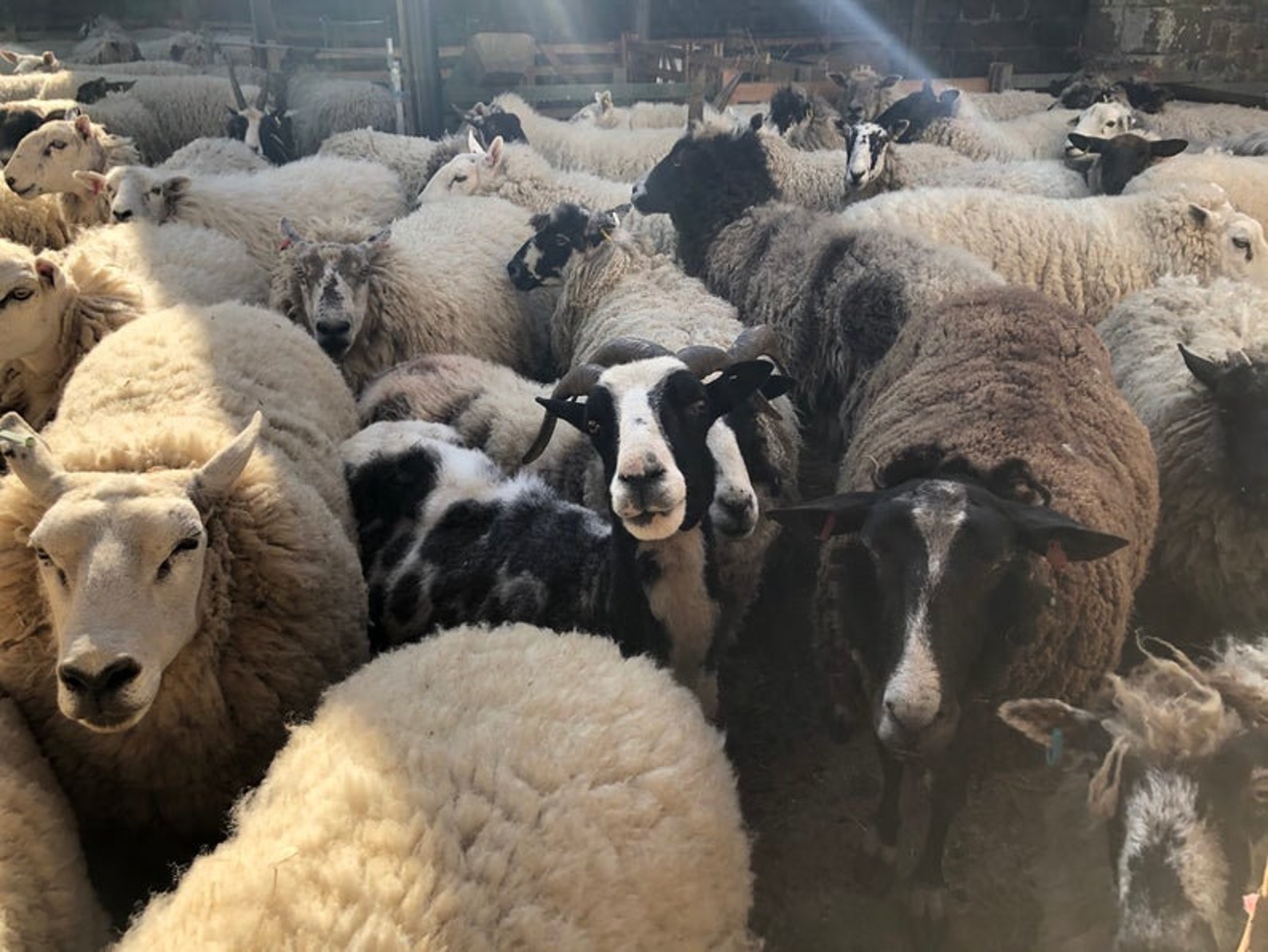 SheepSanctuary Raw wool 100g Ethical wool rescued sheep Etsy