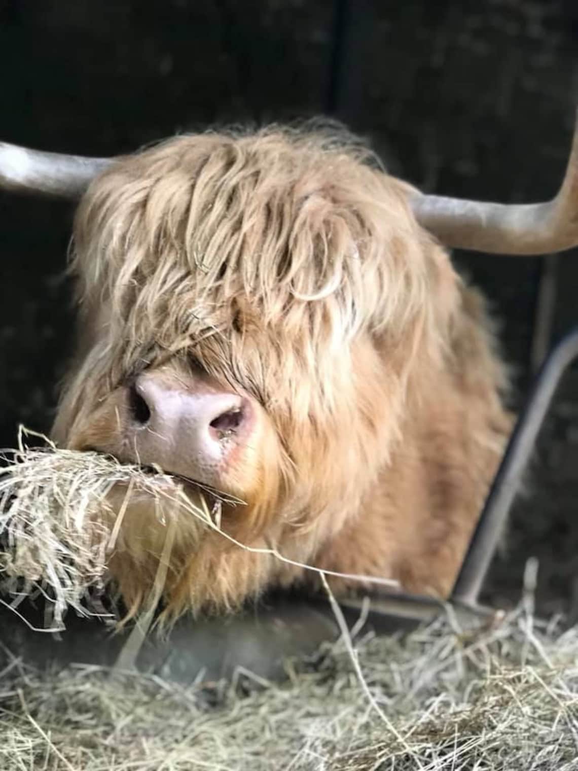 Highland Cow rug Animal sanctuary rug ginger cow cow rug Etsy